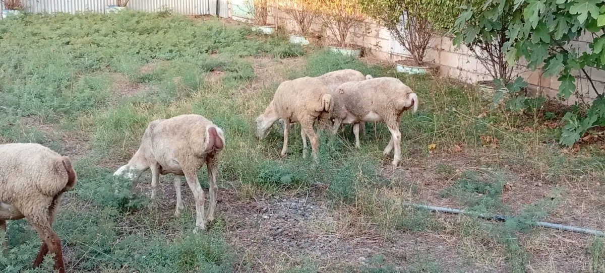 Toğlu — Heyvanlar, Quşlar, Balıqlar, Beyləqan