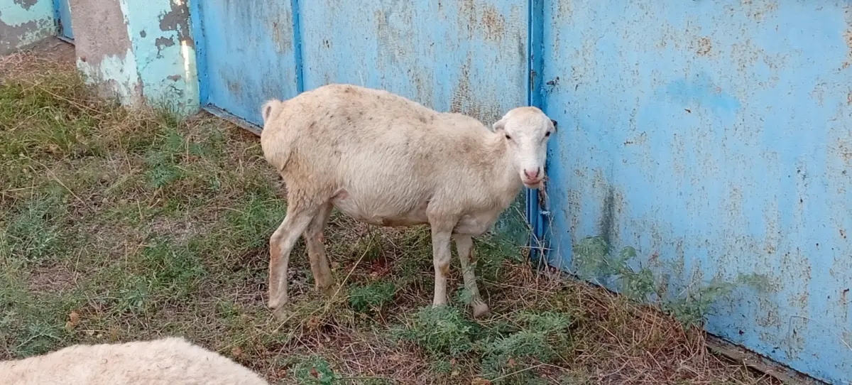 Toğlu — Heyvanlar, Quşlar, Balıqlar, Beyləqan