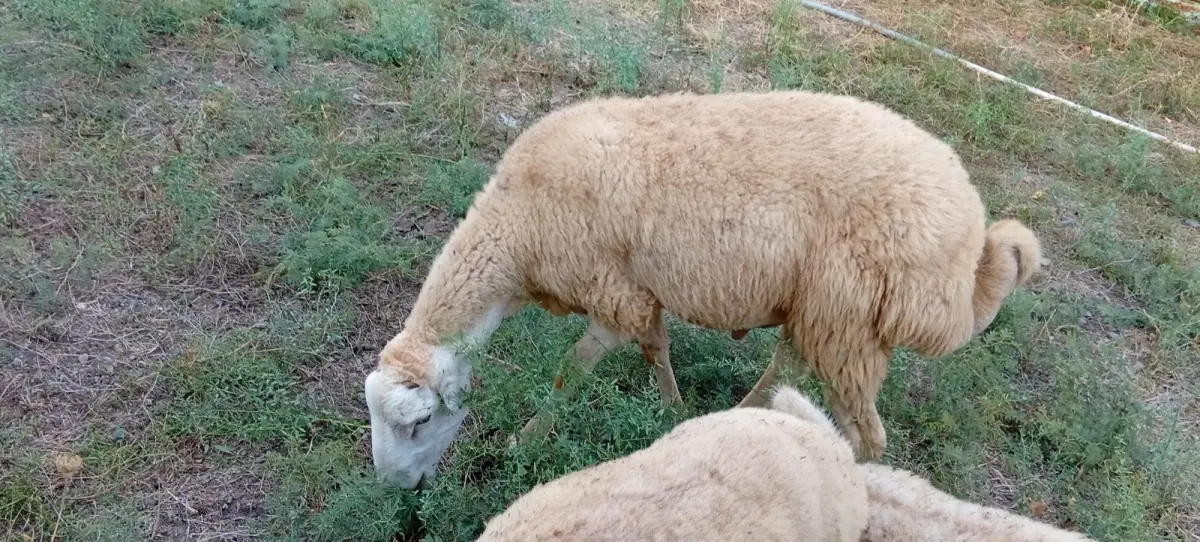 Toğlu — Heyvanlar, Quşlar, Balıqlar, Beyləqan