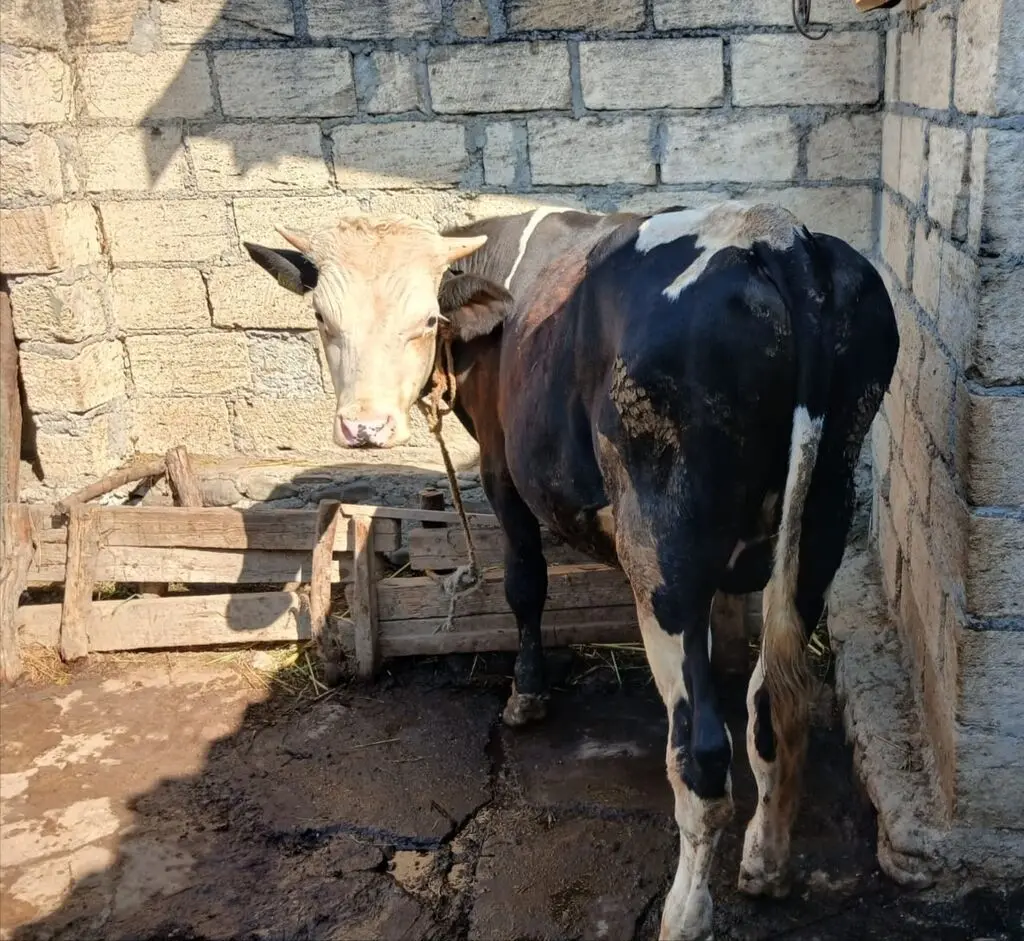 Dana — Heyvanlar, Quşlar, Balıqlar, Quba