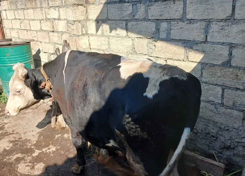 Dana — Heyvanlar, Quşlar, Balıqlar, Quba
