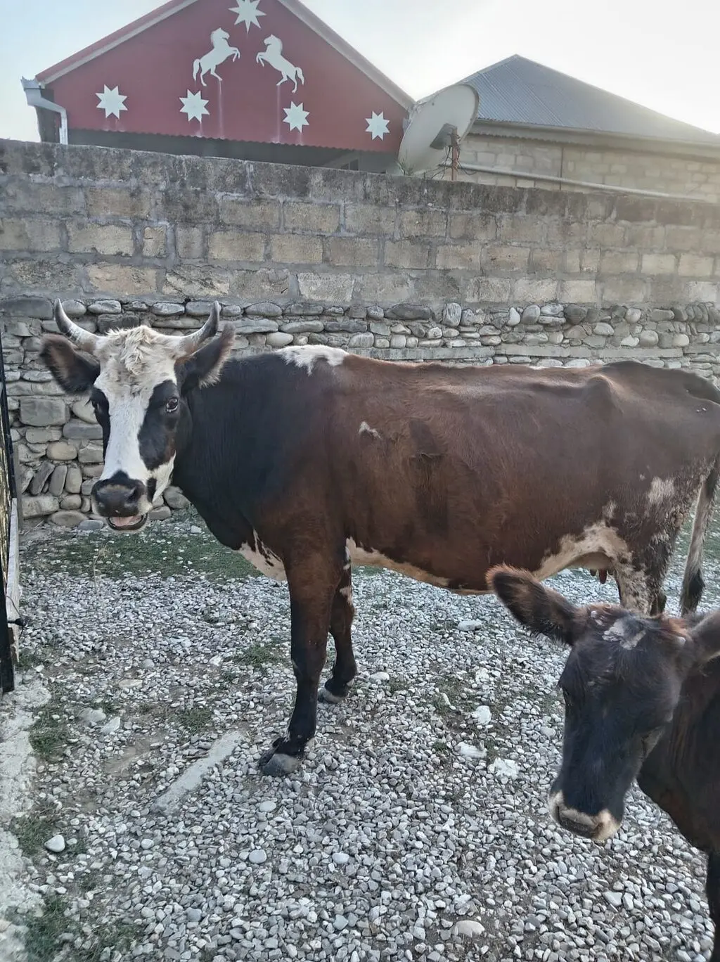 BALALI İNƏK — Heyvanlar, Quşlar, Balıqlar, Bakı