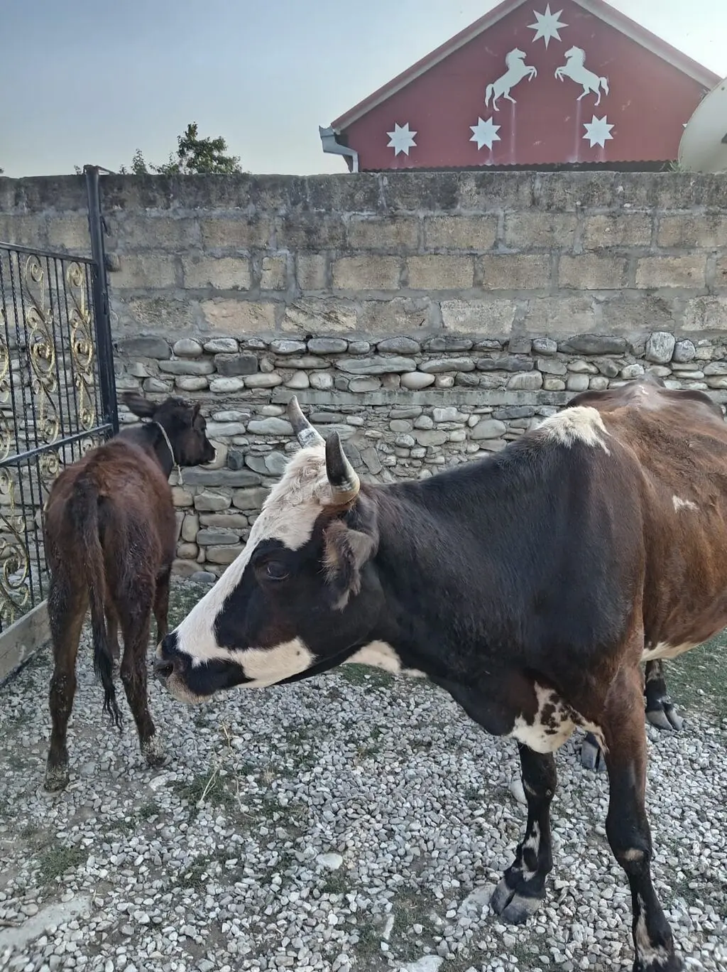 BALALI İNƏK — Heyvanlar, Quşlar, Balıqlar, Bakı