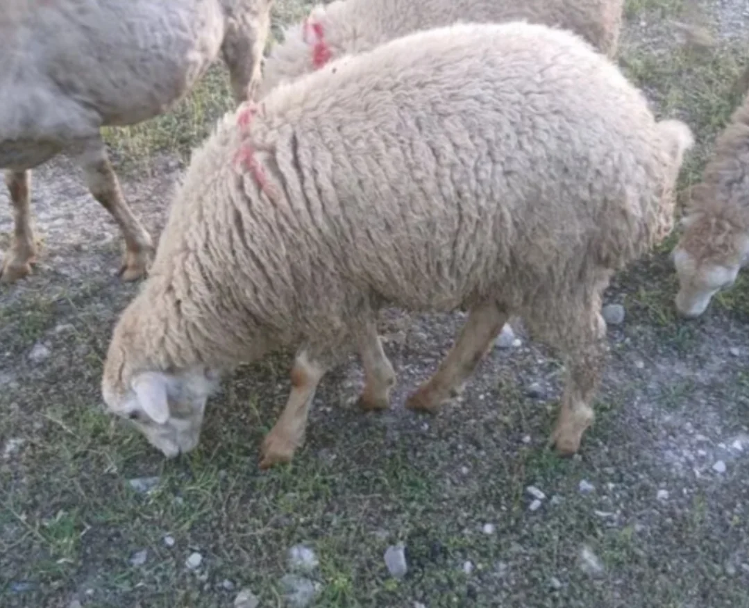 Quzu — Heyvanlar, Quşlar, Balıqlar, Göyçay