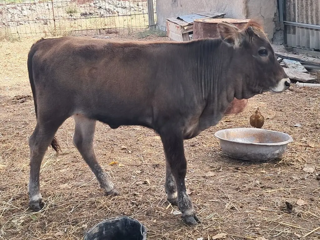 Danalar — Heyvanlar, Quşlar, Balıqlar, Kürdəmir