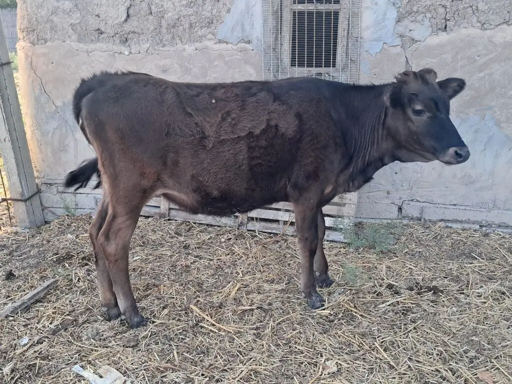 Danalar — Heyvanlar, Quşlar, Balıqlar, Kürdəmir