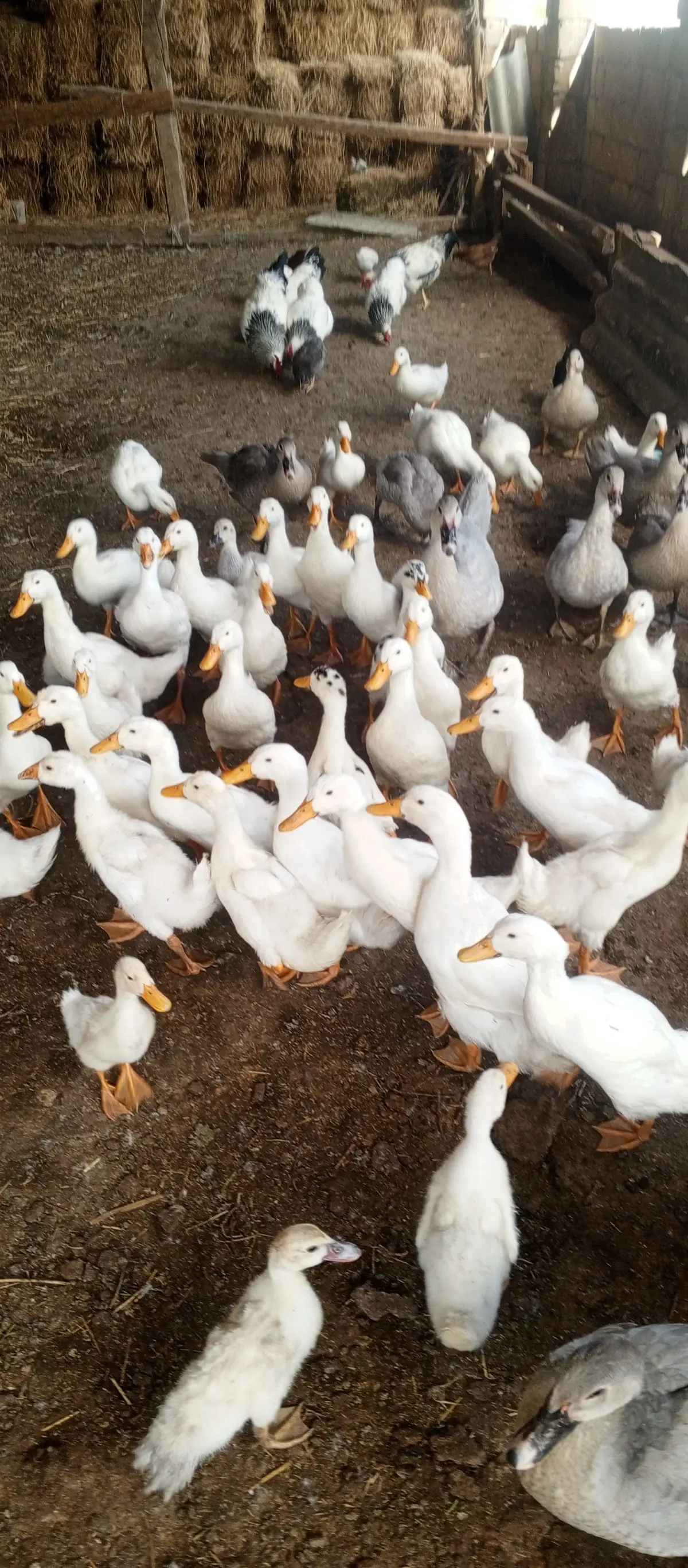 ÖRDƏK — Heyvanlar, Quşlar, Balıqlar, Sabirabad