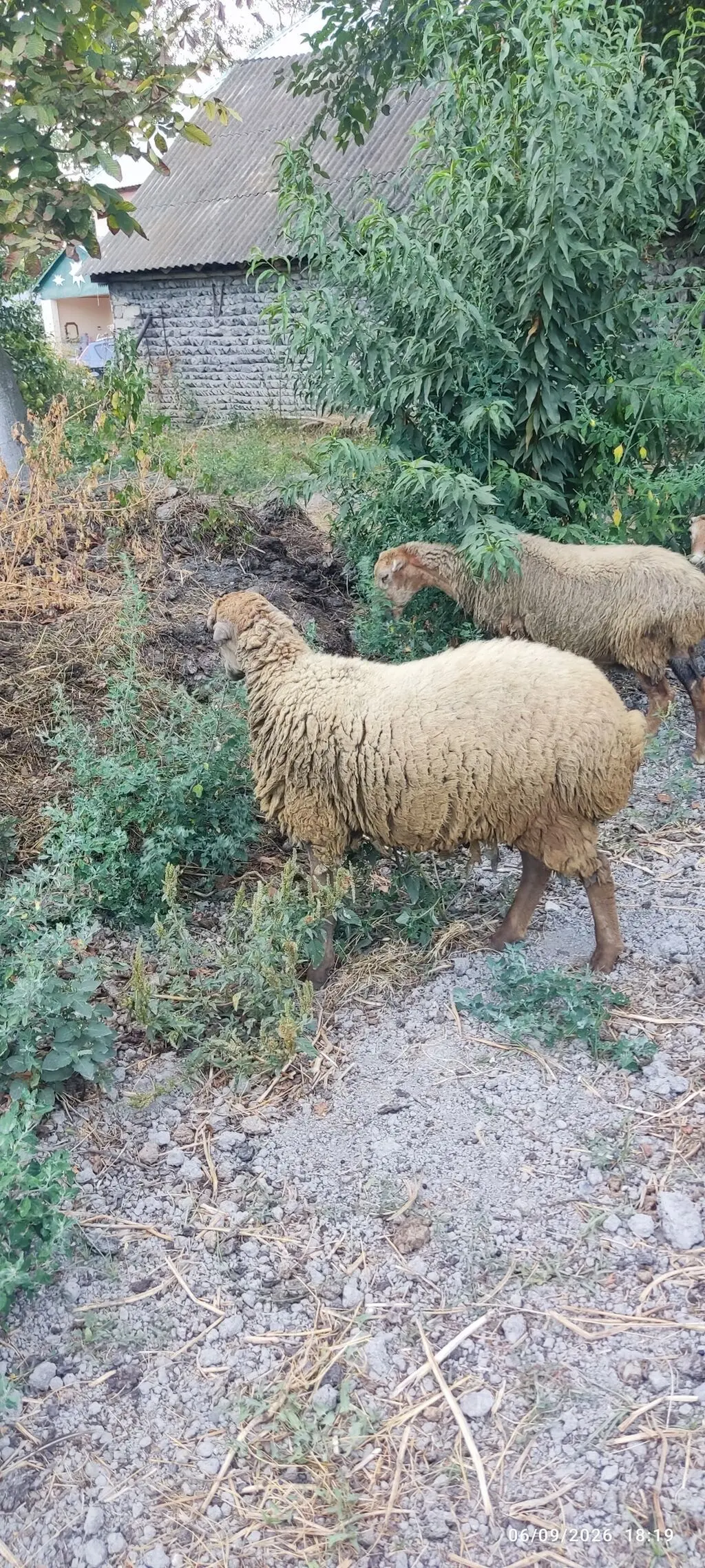 QUZULAR — Heyvanlar, Quşlar, Balıqlar, Ucar