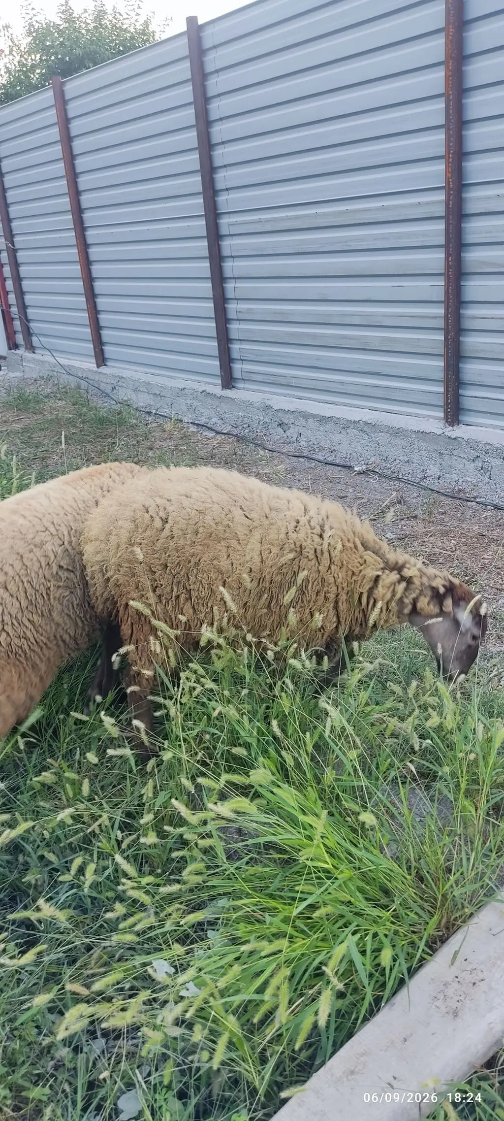 QUZULAR — Heyvanlar, Quşlar, Balıqlar, Ucar