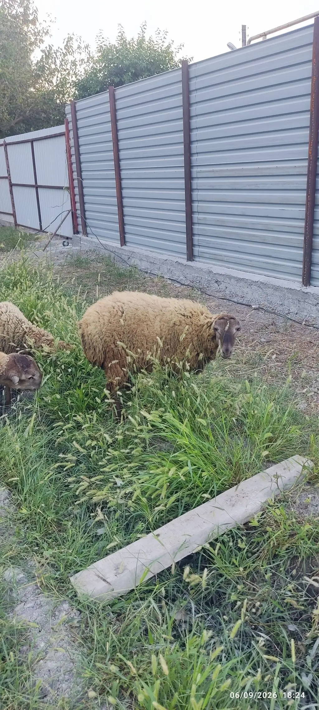 QUZULAR — Heyvanlar, Quşlar, Balıqlar, Ucar