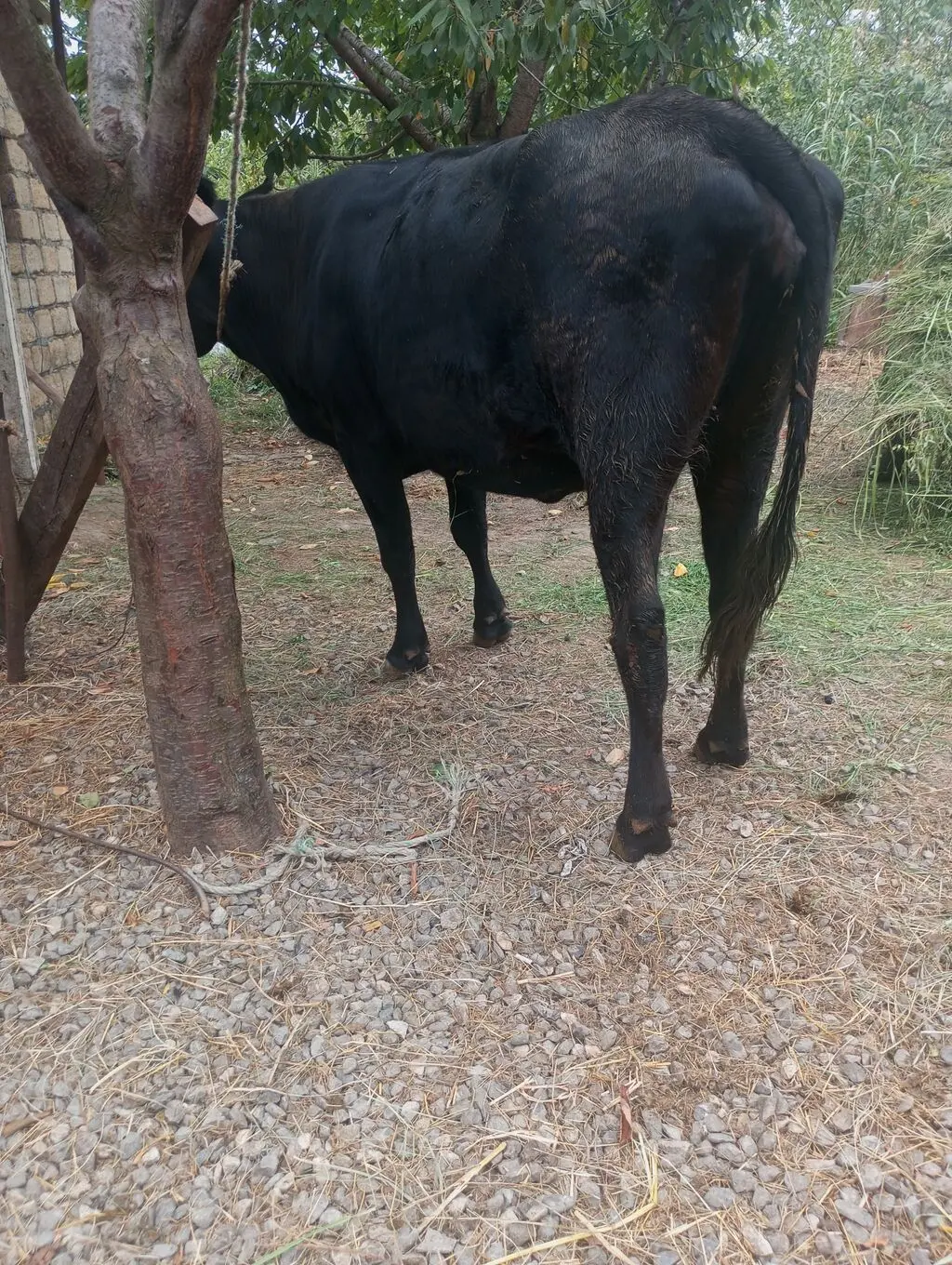 Dana — Heyvanlar, Quşlar, Balıqlar, Quba