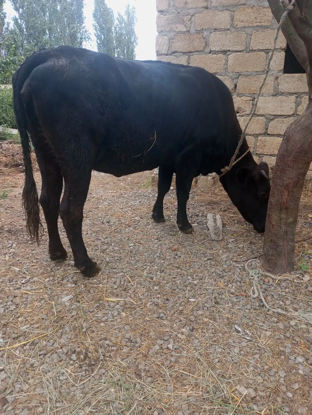 Dana — Heyvanlar, Quşlar, Balıqlar, Quba