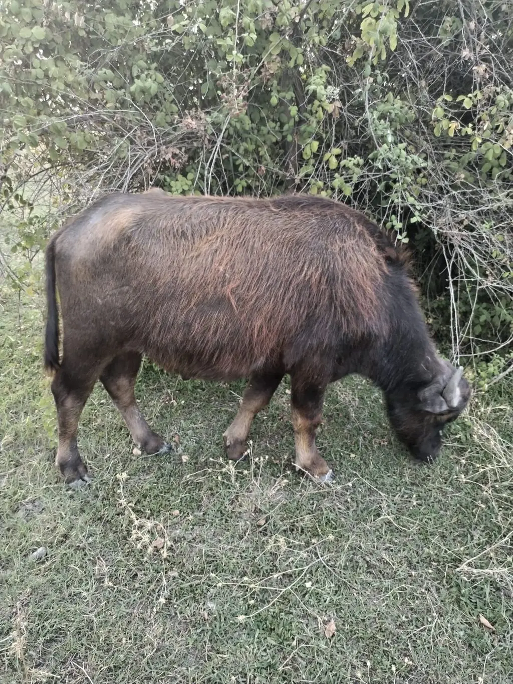 Kəlçələr — Heyvanlar, Quşlar, Balıqlar, Ağsu