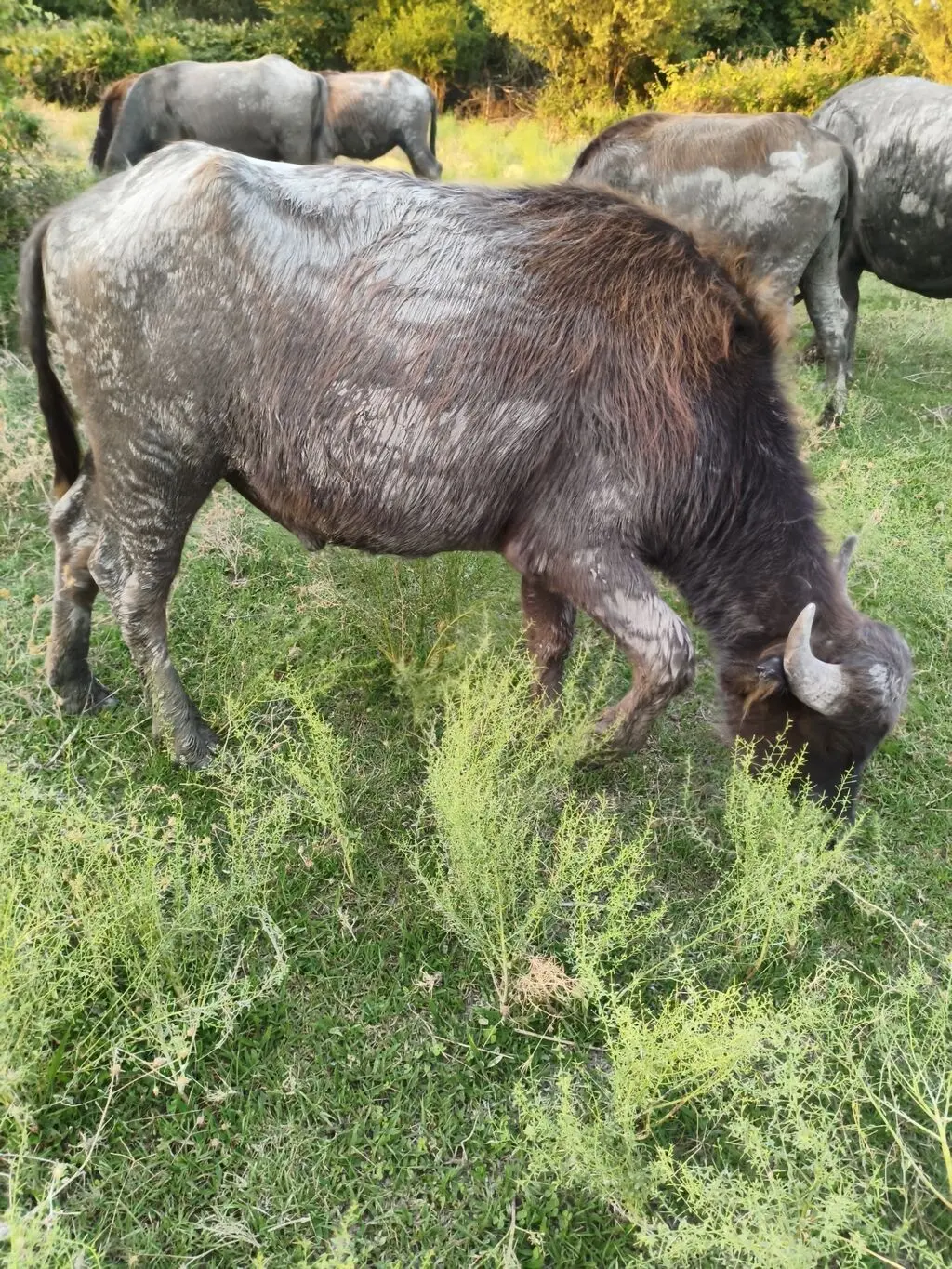 Kəlçələr — Heyvanlar, Quşlar, Balıqlar, Ağsu