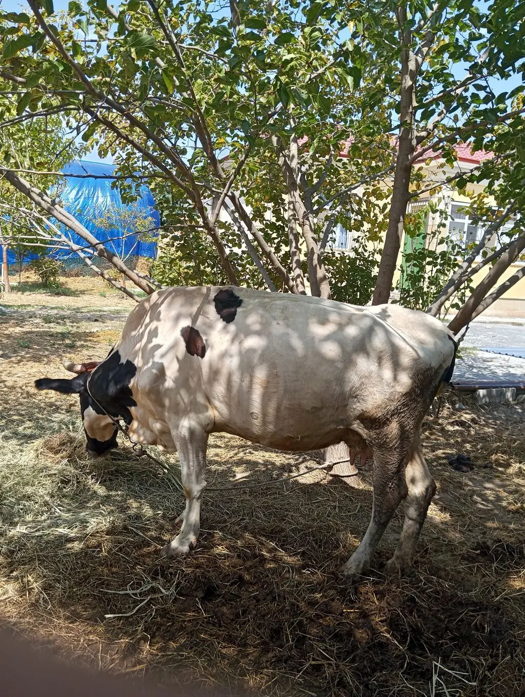 İnəklər — Heyvanlar, Quşlar, Balıqlar, Fizuli