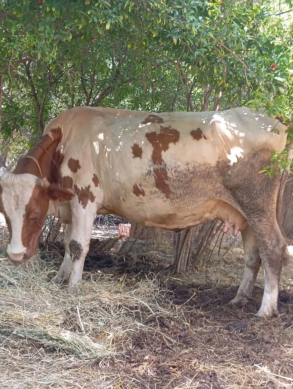 İnəklər — Heyvanlar, Quşlar, Balıqlar, Fizuli
