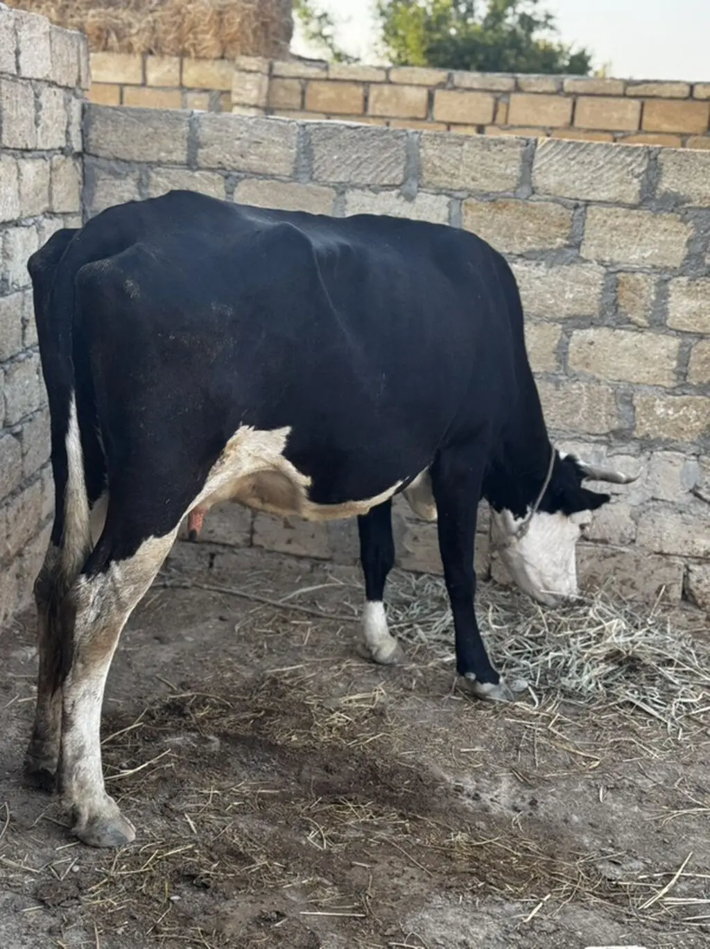 İNƏK — Heyvanlar, Quşlar, Balıqlar, Sumqayıt