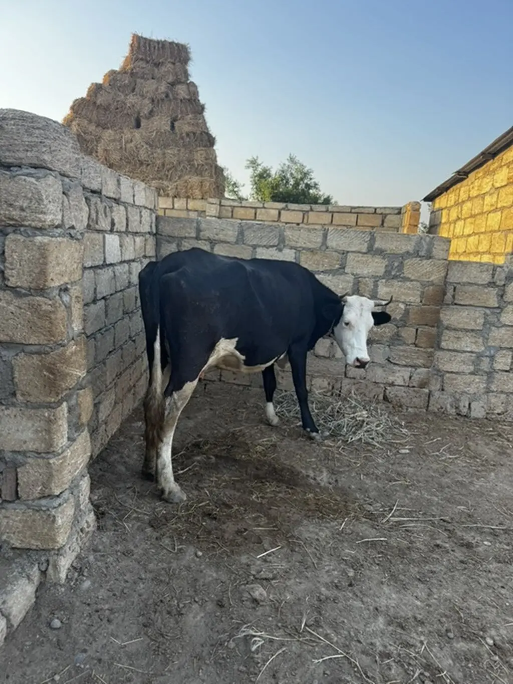 İNƏK — Heyvanlar, Quşlar, Balıqlar, Sumqayıt