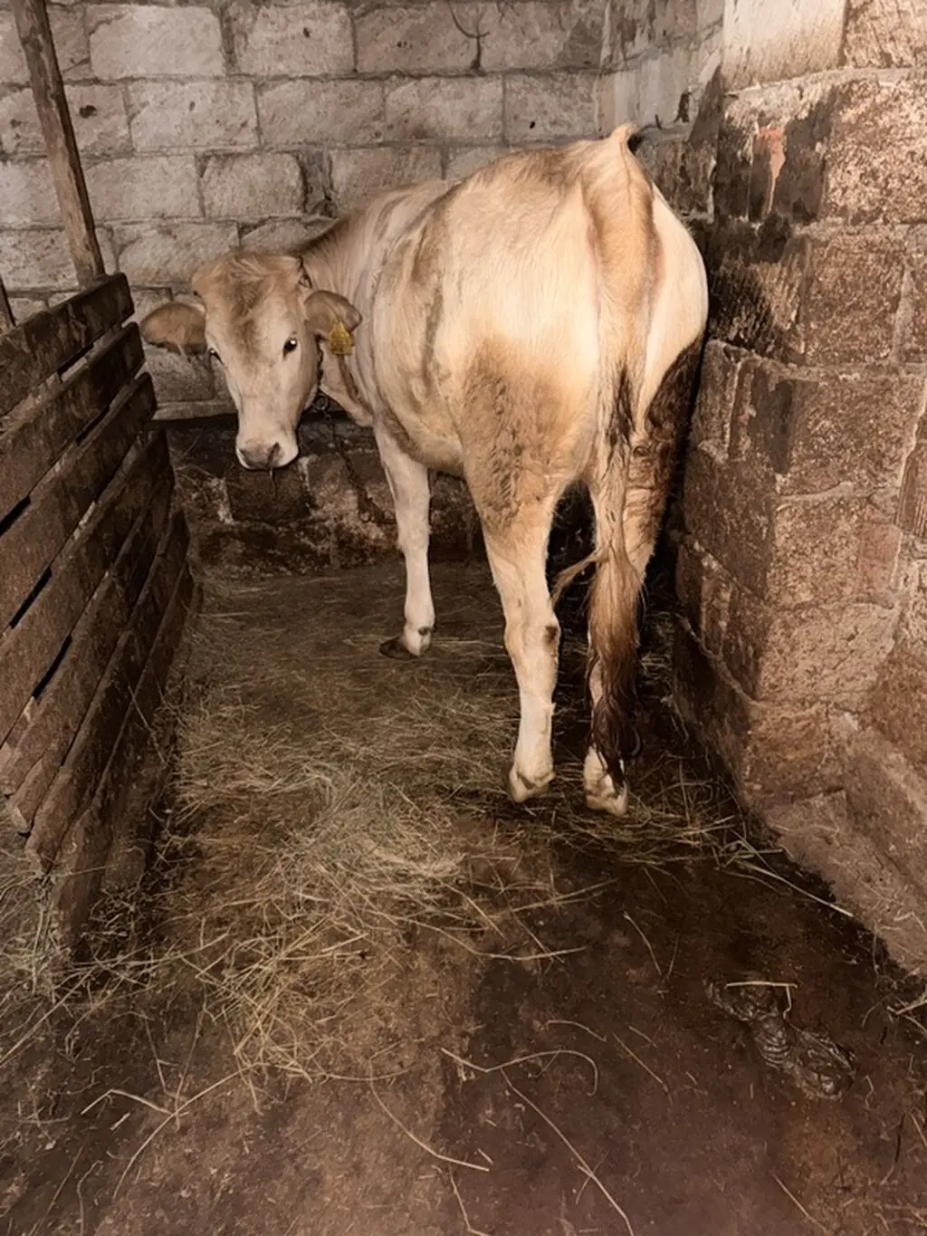 Dana — Heyvanlar, Quşlar, Balıqlar, Lənkəran
