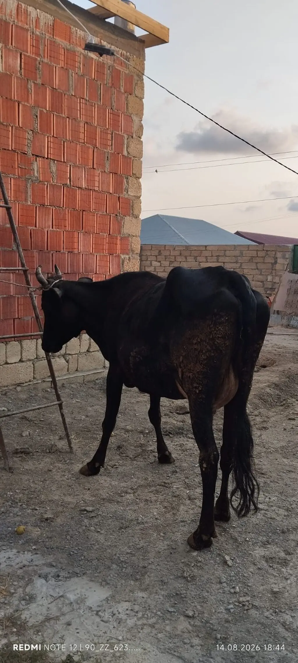 BALALI İNƏK — Heyvanlar, Quşlar, Balıqlar, Bakı
