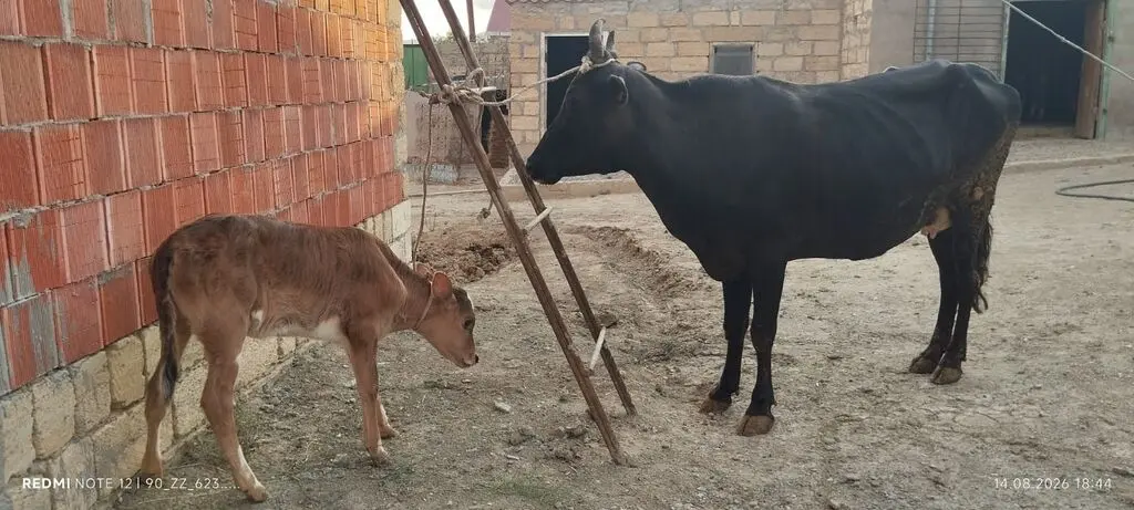 BALALI İNƏK — Heyvanlar, Quşlar, Balıqlar, Bakı