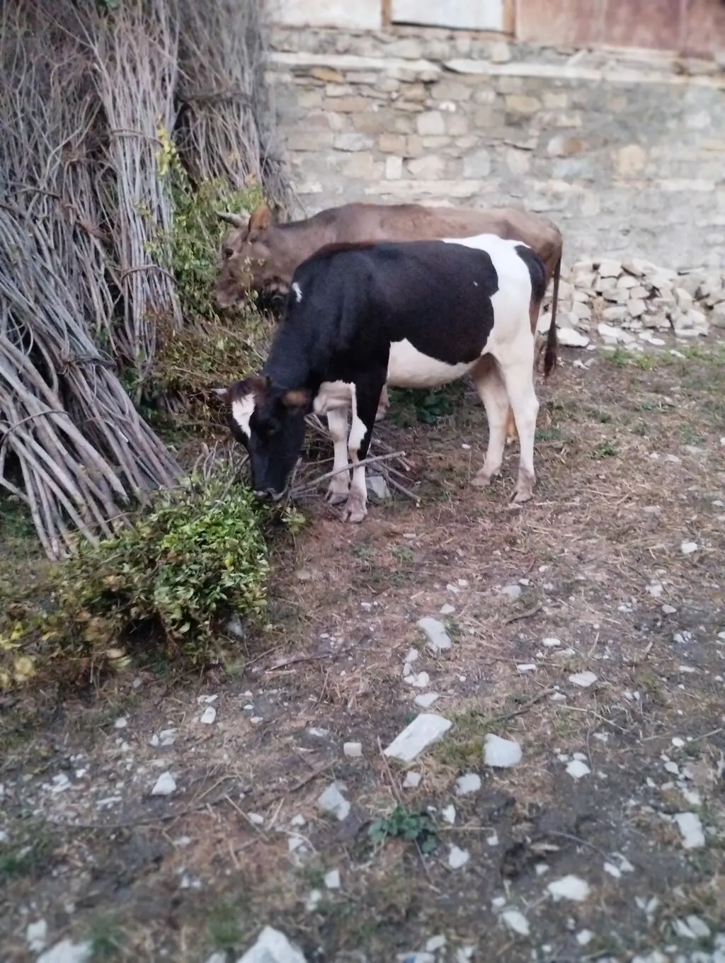 İNƏK — Heyvanlar, Quşlar, Balıqlar, İsmayıllı