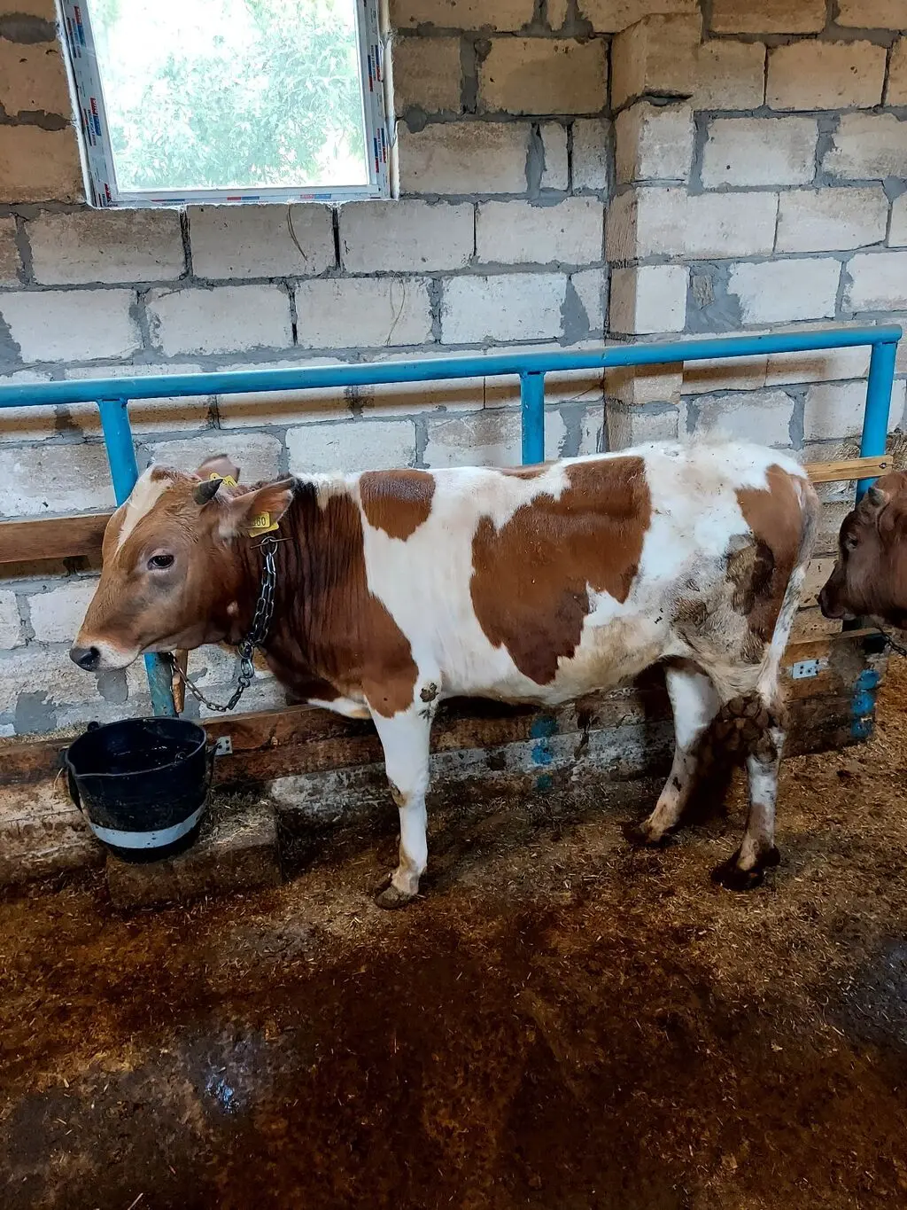 Danalar — Heyvanlar, Quşlar, Balıqlar, İmişli