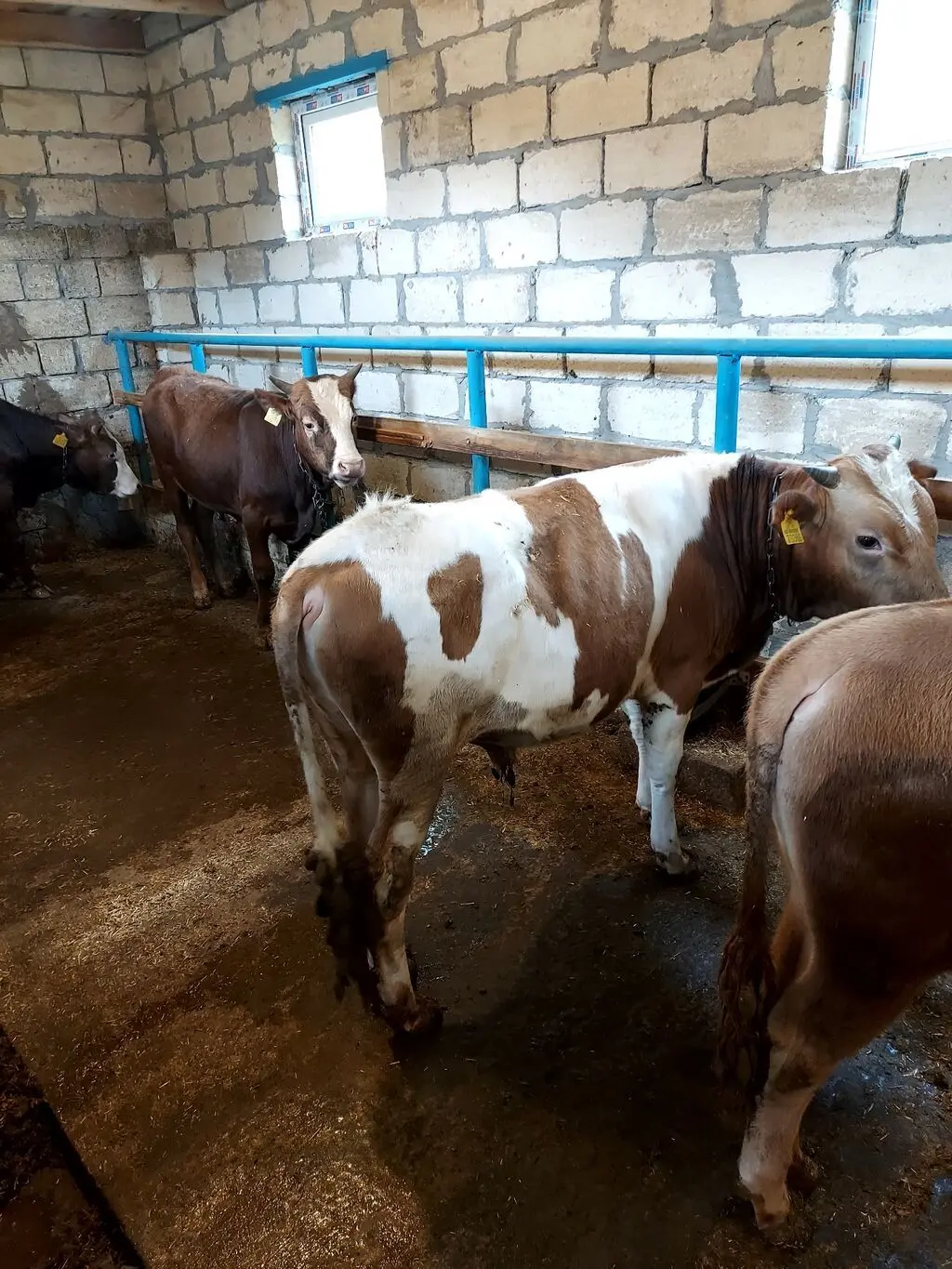 Danalar — Heyvanlar, Quşlar, Balıqlar, İmişli