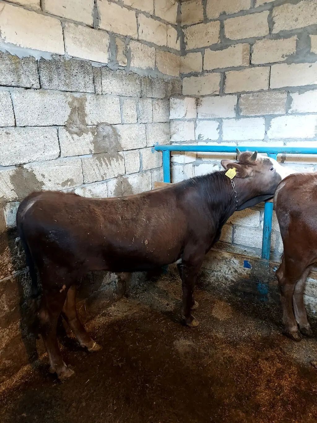 Danalar — Heyvanlar, Quşlar, Balıqlar, İmişli
