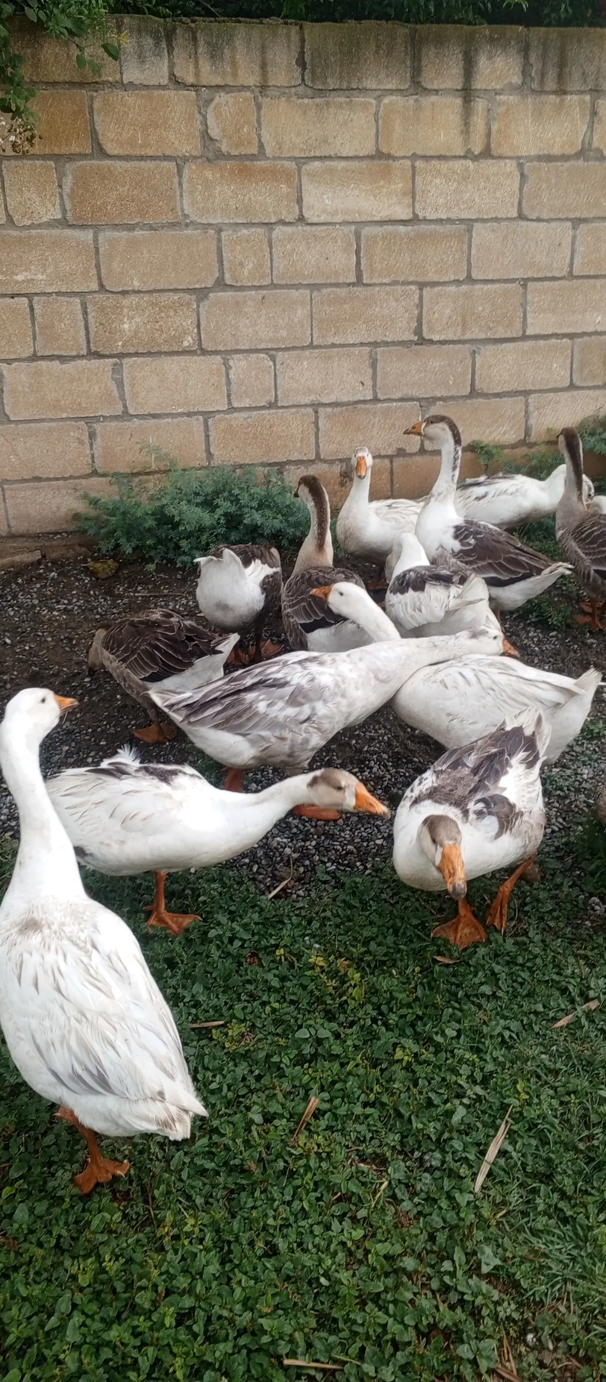 QAZ — Heyvanlar, Quşlar, Balıqlar, Hacıqabul