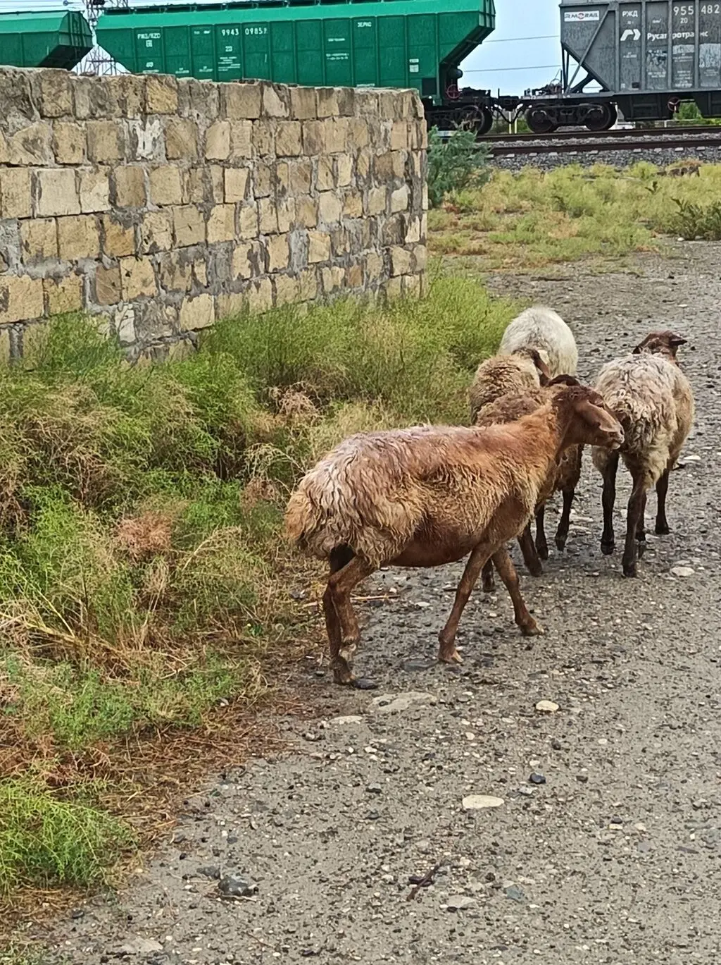 QOYUNLAR — Heyvanlar, Quşlar, Balıqlar, Bakı
