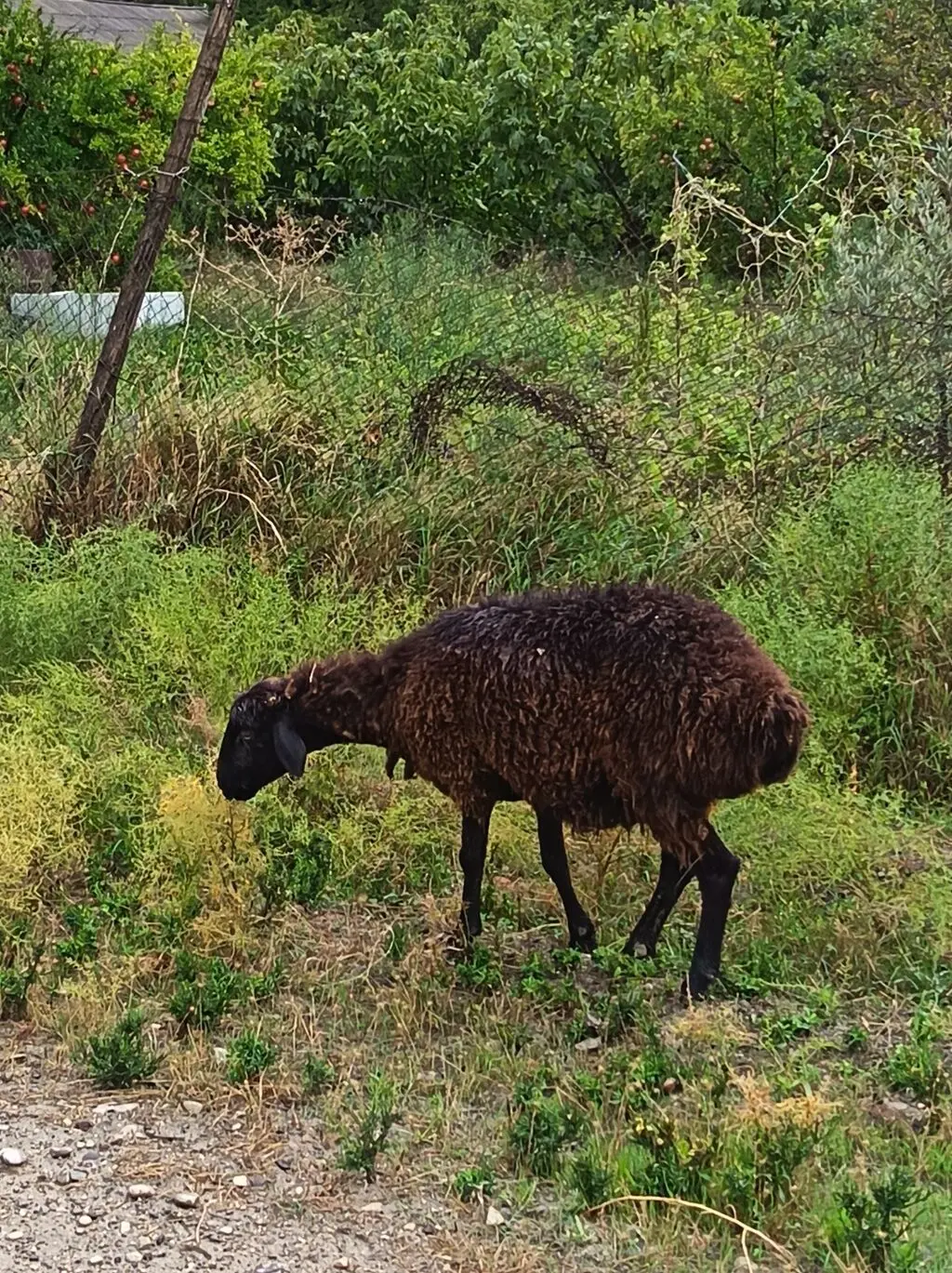 QOYUNLAR — Heyvanlar, Quşlar, Balıqlar, Bakı