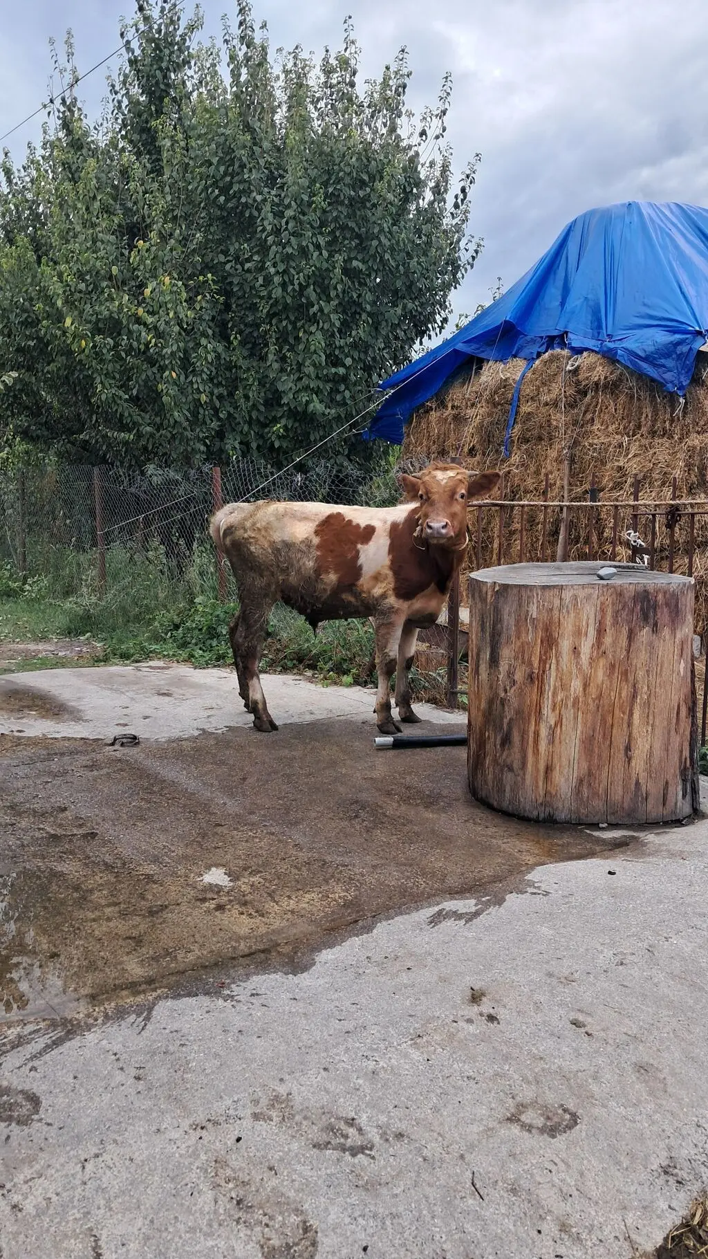 DANALAR — Heyvanlar, Quşlar, Balıqlar, Quba