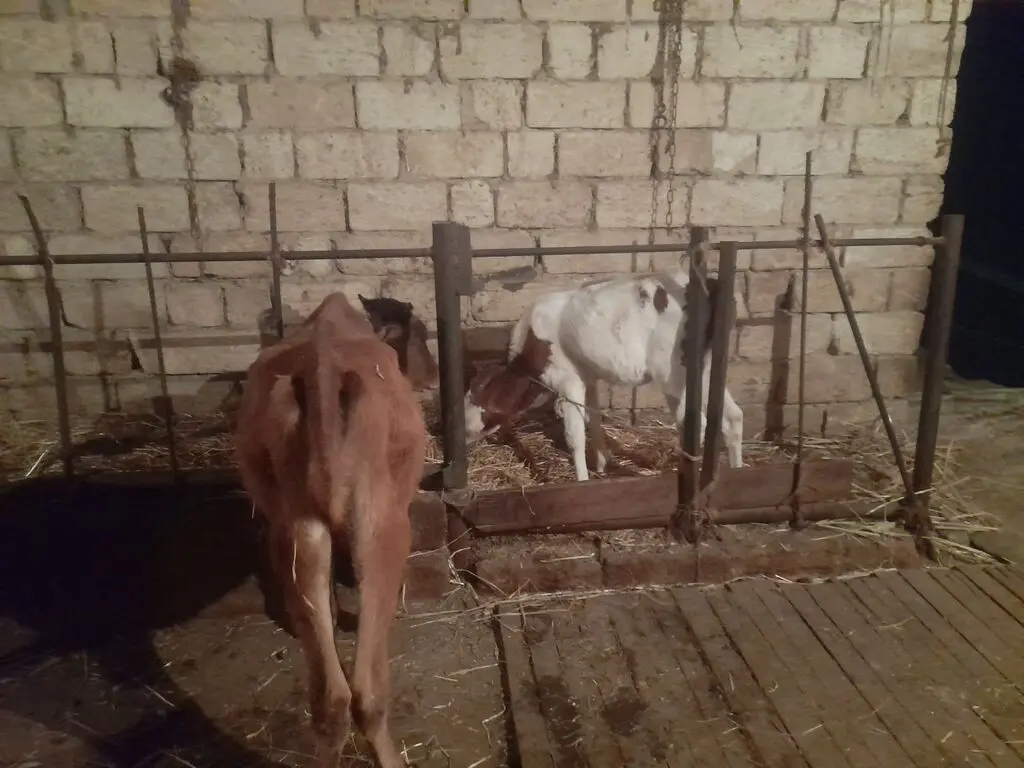 DÜYƏLƏR — Heyvanlar, Quşlar, Balıqlar, Bakı