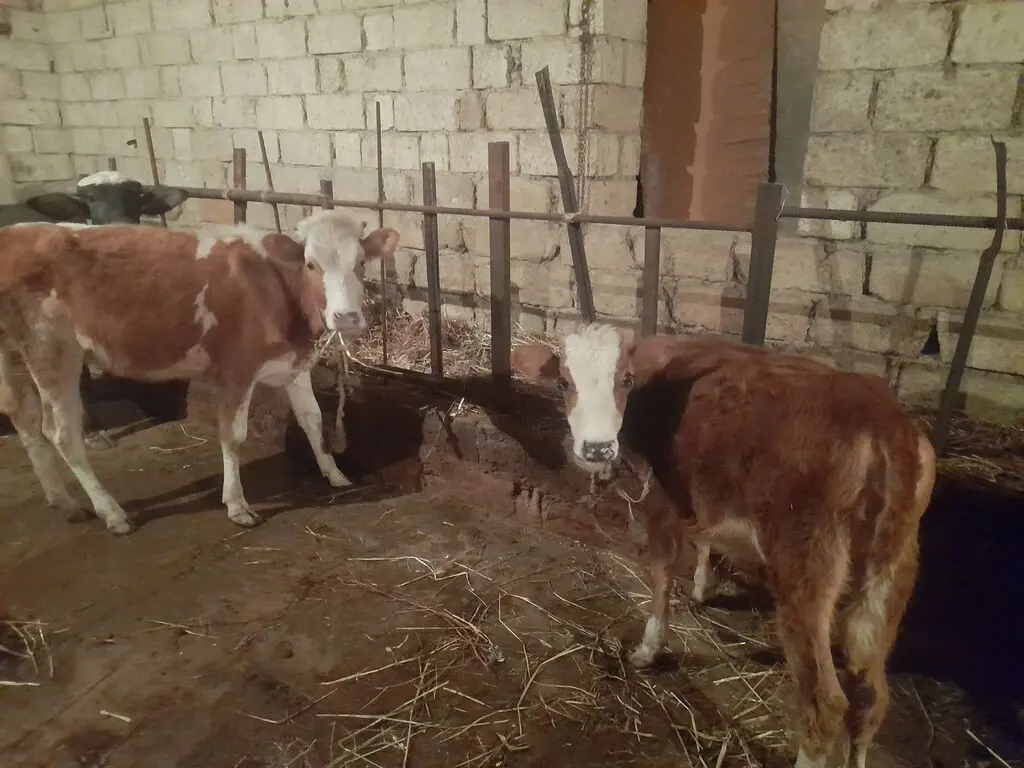 DÜYƏLƏR — Heyvanlar, Quşlar, Balıqlar, Bakı