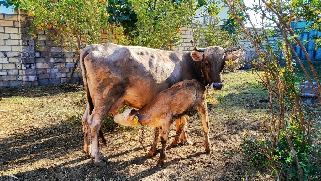 Balalı inək — Heyvanlar, Quşlar, Balıqlar, Bərdə