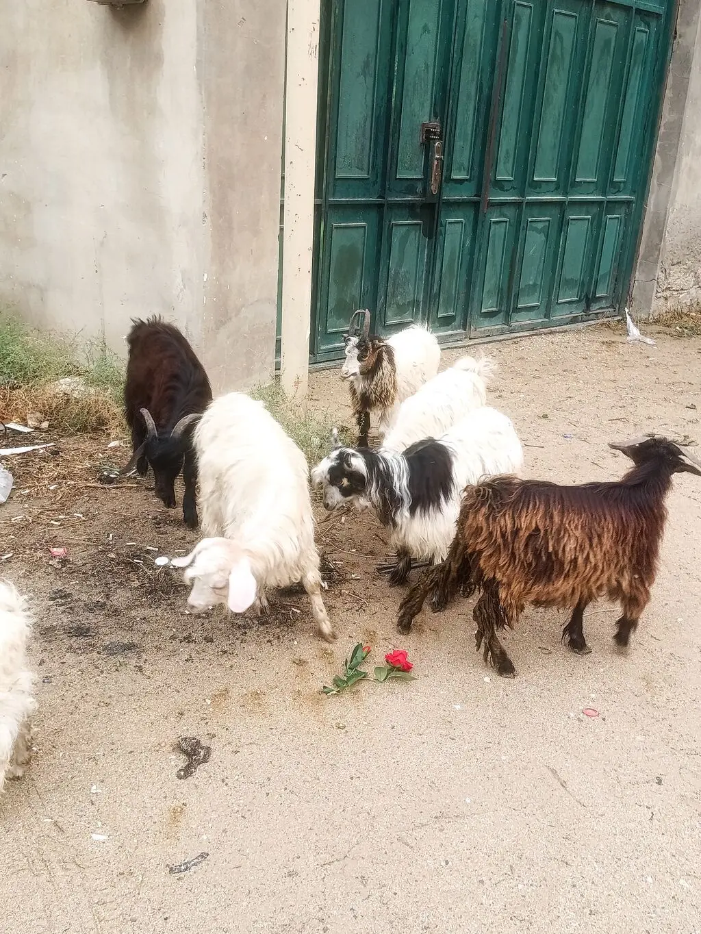 Çəpiş — Heyvanlar, Quşlar, Balıqlar, Bakı