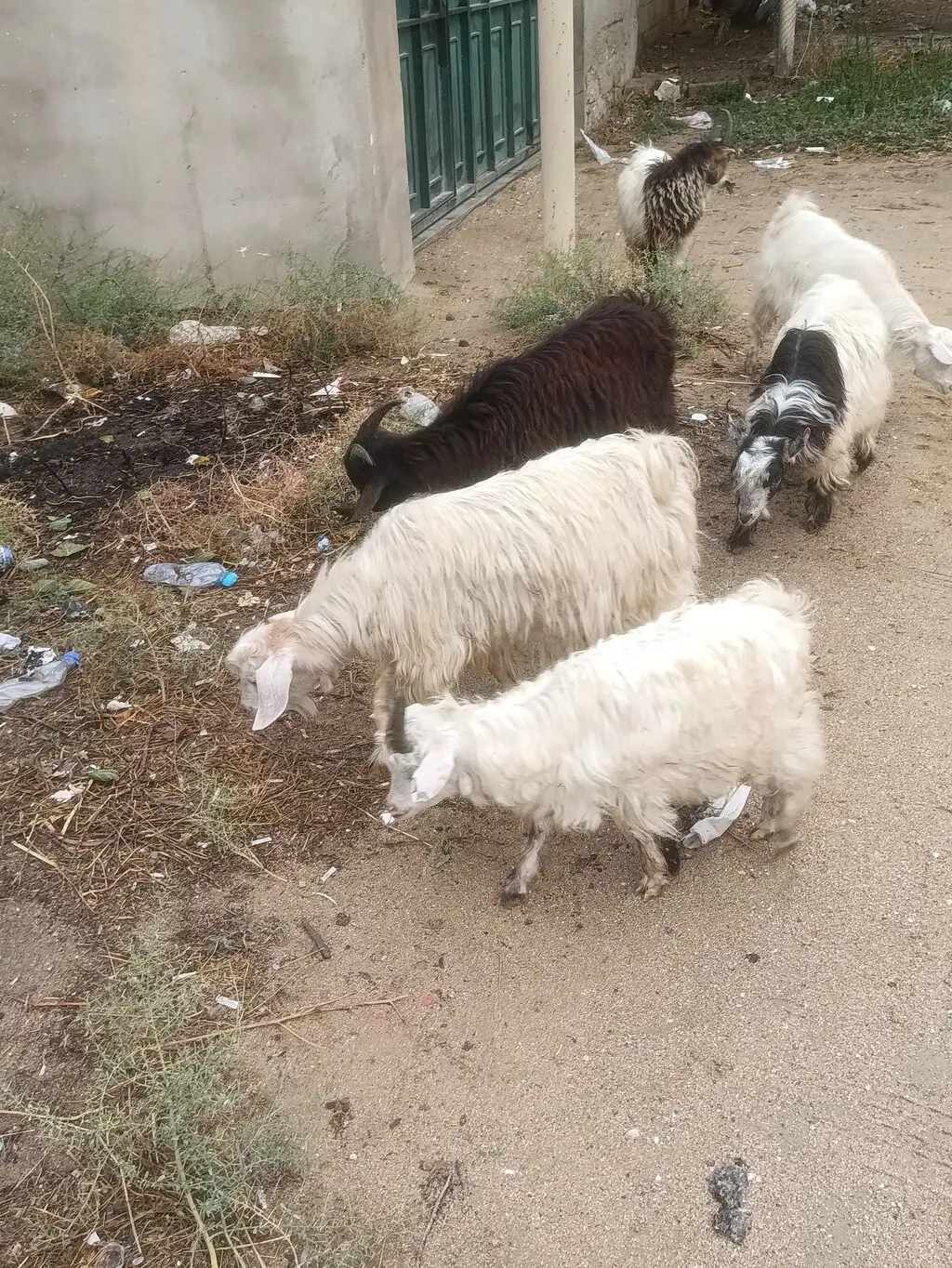 Çəpiş — Heyvanlar, Quşlar, Balıqlar, Bakı