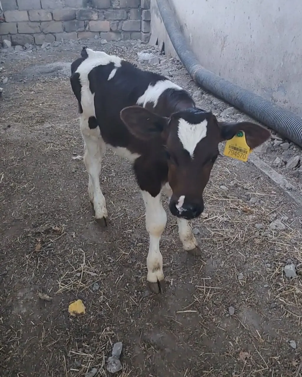 BUZOV — Heyvanlar, Quşlar, Balıqlar, Ağdaş