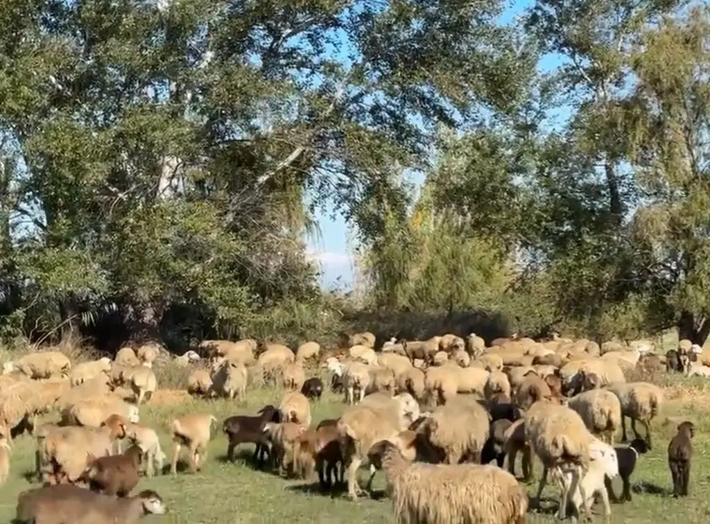 QOYUNLAR — Heyvanlar, Quşlar, Balıqlar, Yevlax