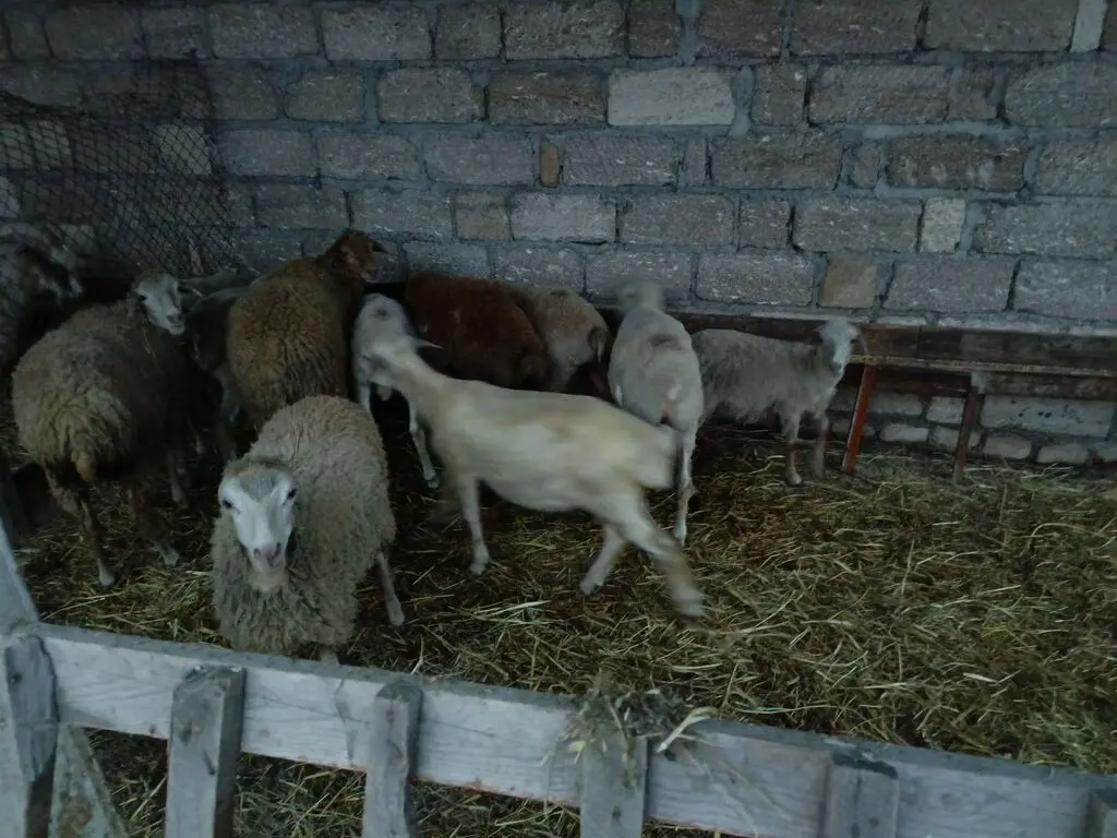 QUZULAR — Heyvanlar, Quşlar, Balıqlar, Quba
