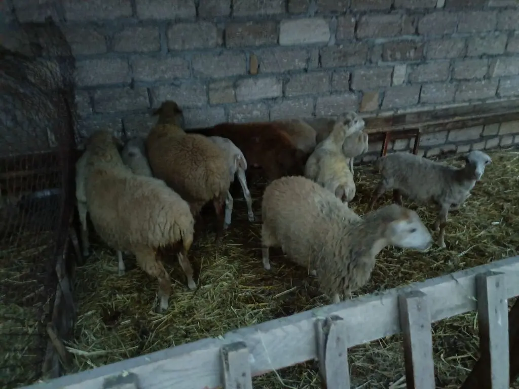 QUZULAR — Heyvanlar, Quşlar, Balıqlar, Quba