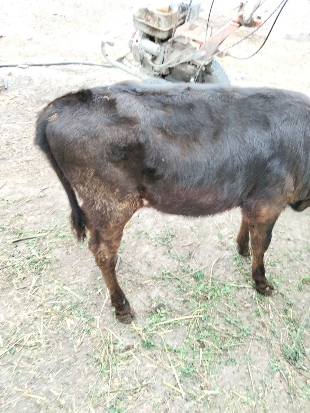 BUZOV — Heyvanlar, Quşlar, Balıqlar, Xaçmaz