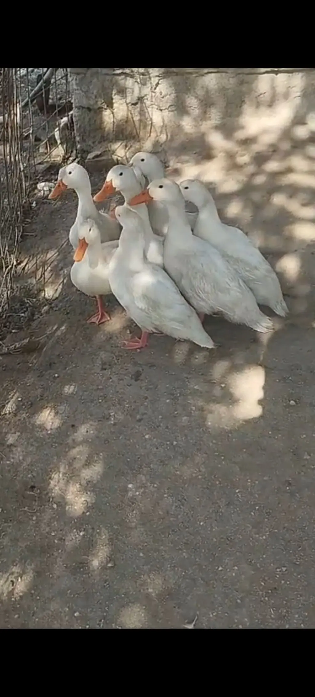 ÖRDƏKLƏR — Heyvanlar, Quşlar, Balıqlar, Lənkəran