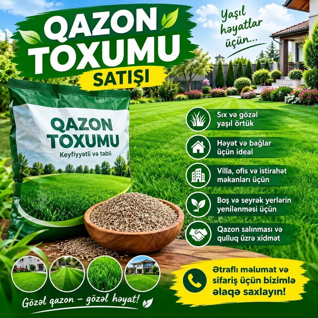 Qazon toxumu — Dənlilər, Otlar Yemlər,  Bitkilər, Bakı