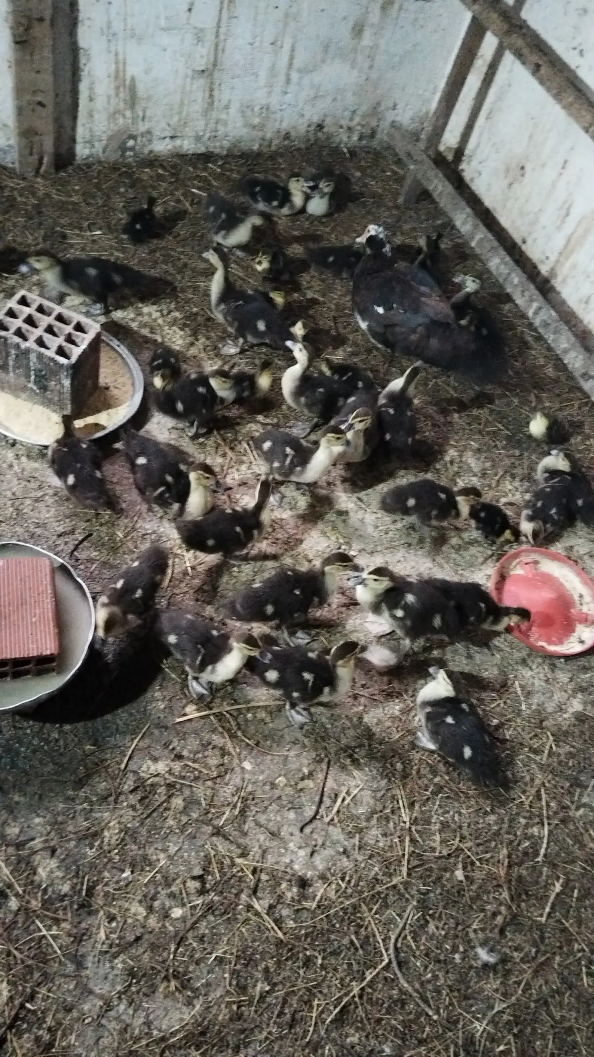 Ördək balası — Heyvanlar, Quşlar, Balıqlar, Lənkəran