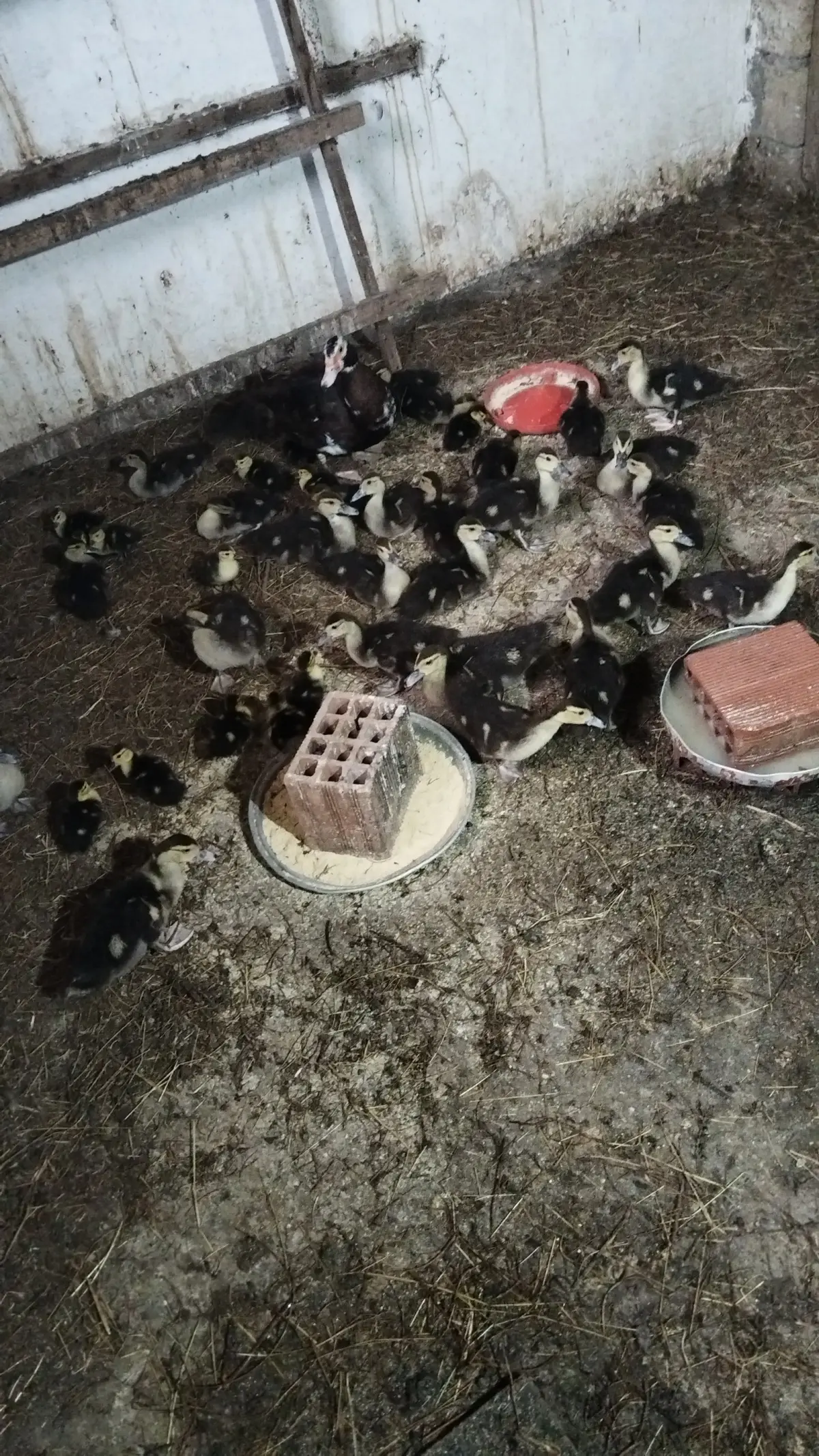 Ördək balası — Heyvanlar, Quşlar, Balıqlar, Lənkəran