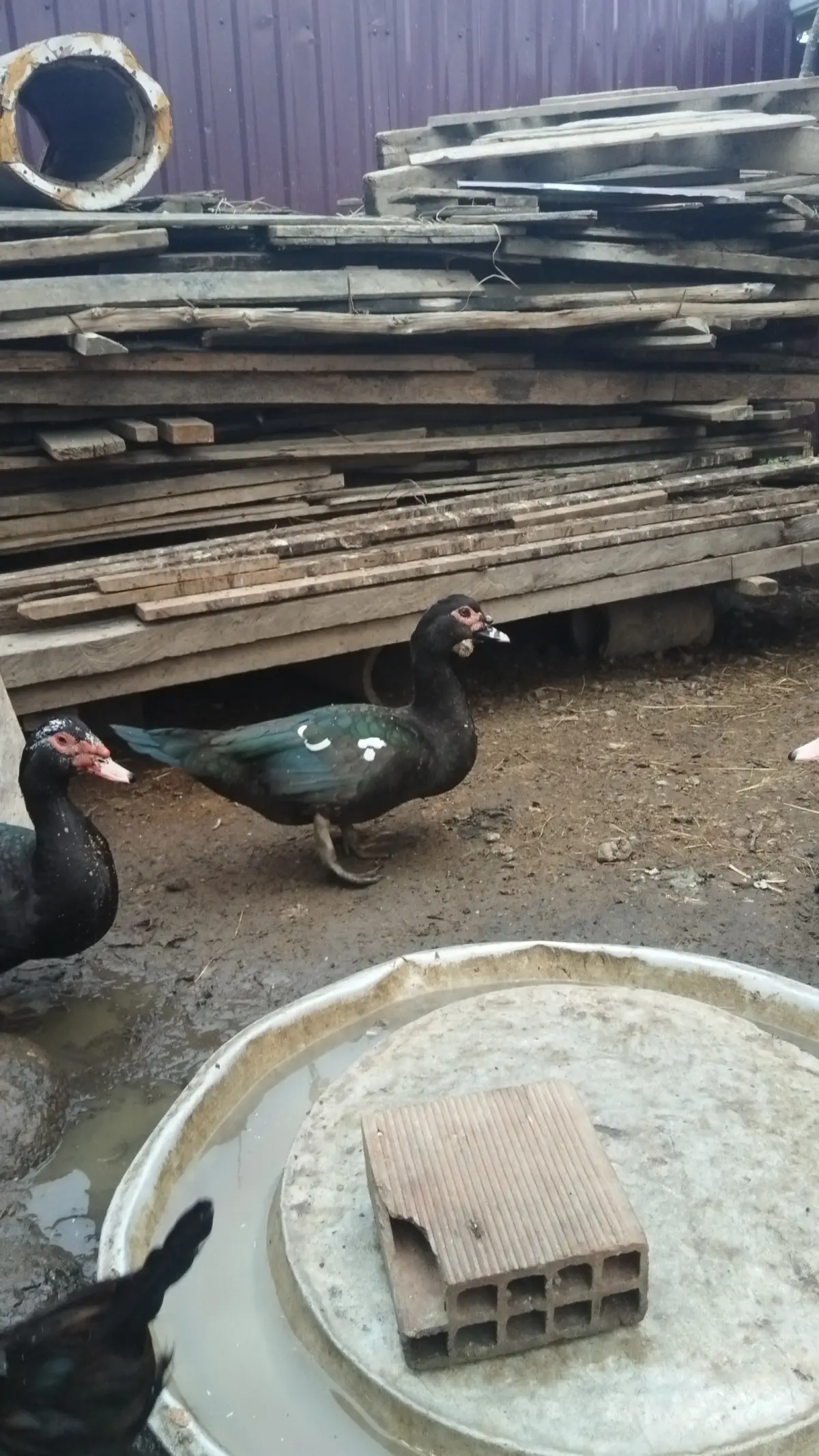 Ördək balası — Heyvanlar, Quşlar, Balıqlar, Lənkəran