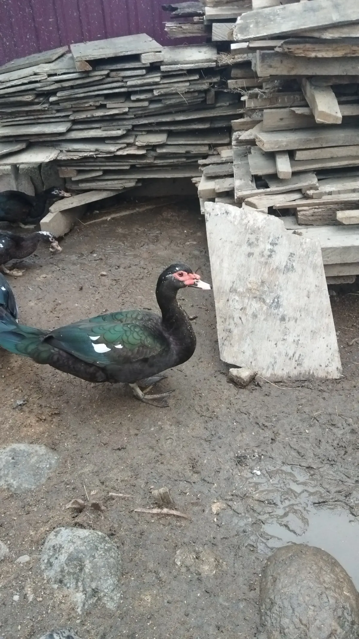 Ördək balası — Heyvanlar, Quşlar, Balıqlar, Lənkəran