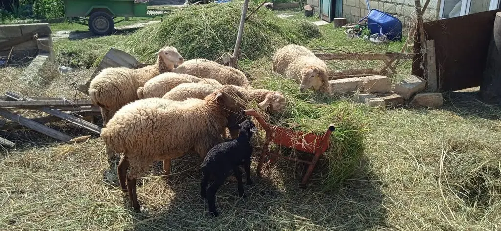 QUZULAR — Heyvanlar, Quşlar, Balıqlar, Xaçmaz